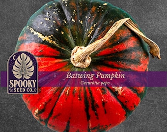 Peut inclure: Une citrouille Batwing, Cucurbita pepo, de forme ronde avec des rayures verticales rouge foncé et vert sombre, une surface texturée et un pédoncule sec brun clair. Une étiquette rectangulaire violette porte le texte Spooky Seed Co.