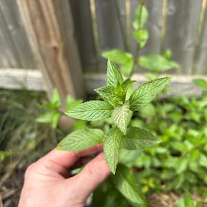 May include: Close-up of fresh green mint leaves with serrated edges. The mint plant is in focus, with a blurred background of other plants and a wooden fence. The leaves have a vibrant green color.
