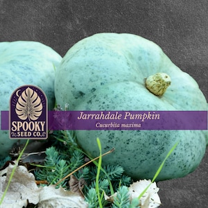 May include: Two pale blue-green Jarrahdale pumpkins with mottled surfaces and textured stems. A purple banner across the center displays the text Spooky Seed Co. with a leaf logo, the words Jarrahdale Pumpkin, and the scientific name Cucurbita maxima.