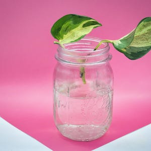 May include: A clear glass mason jar filled with water, holding a plant cutting with green and white variegated leaves. The jar sits on a pink and white background, creating a vibrant contrast.