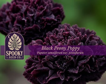 May include: Two dark purple, almost black, ruffled peony poppy flowers with dense, layered petals. A logo for Spooky Seed Co. is on the left, and a purple banner across the center reads Black Peony Poppy Papaver somniferum var. peoniflorum.