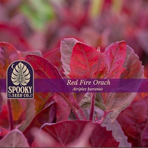 May include: Vibrant red-purple Red Fire Orach Atriplex hortensis leaves with visible veins. A dark purple rectangular overlay features the text Red Fire Orach Atriplex hortensis and a logo for Spooky Seed Co. with a stylized leaf illustration.