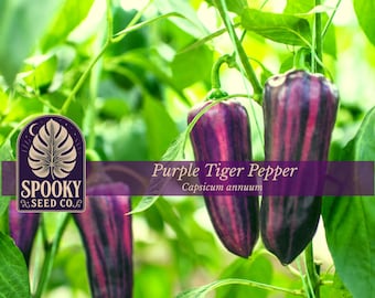 Purple Tiger Pepper Seeds | Rare Striped Ornamental, Variegated Foliage Hot Pepper