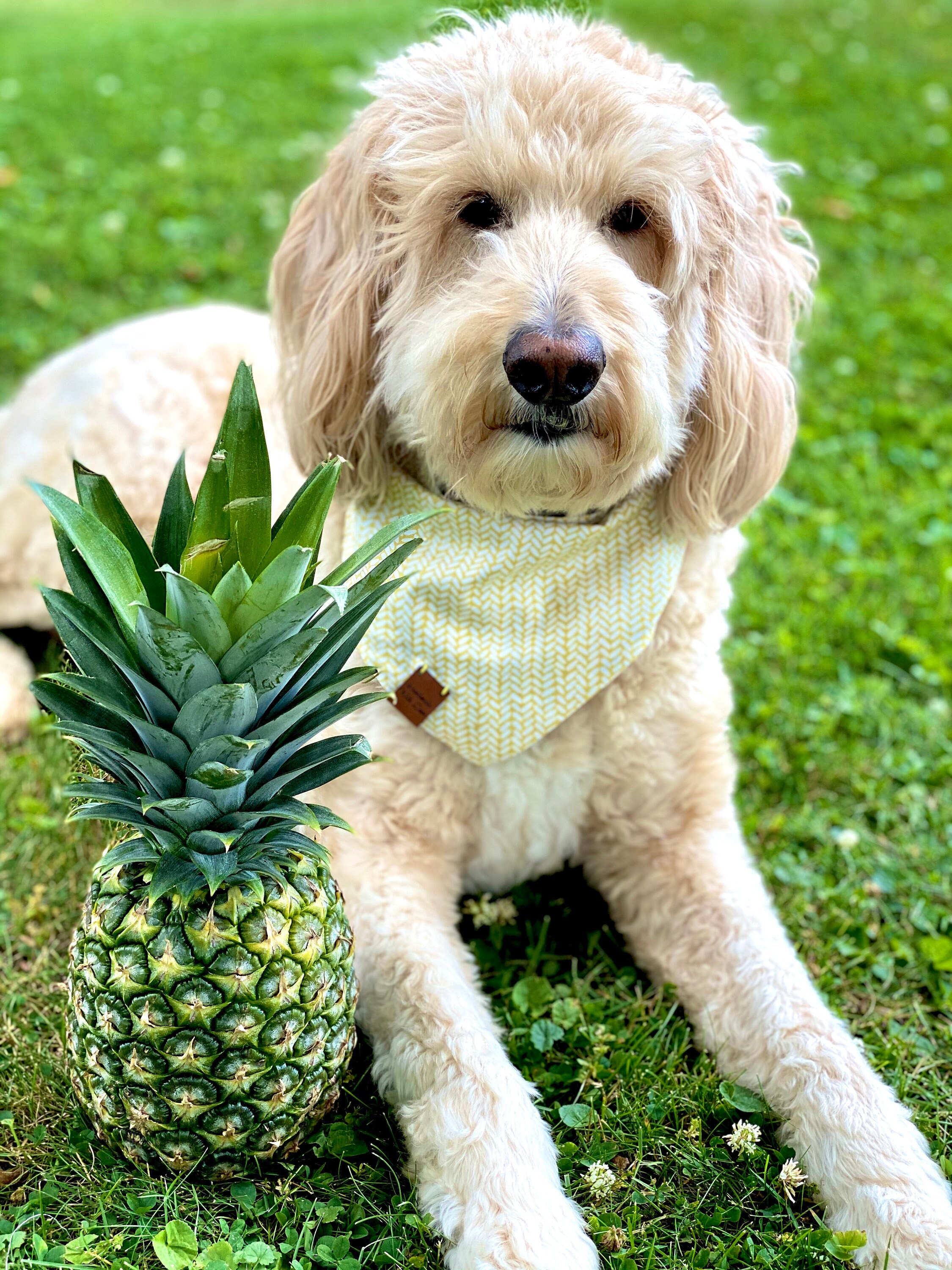 Pineapple Dog Bandana Yellow Herringbone Dog Bandana Blue Etsy Canada