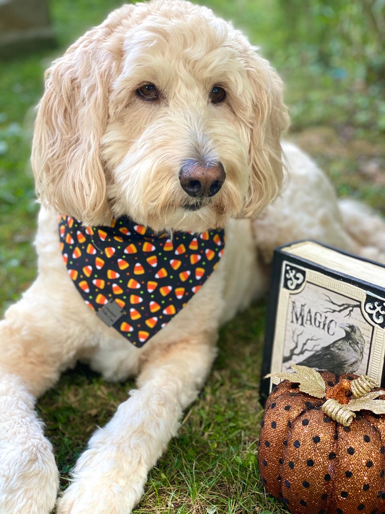 Monster Hund Bandana Halloween Hund Bandana Candy Mais Etsy
