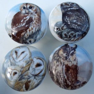 May include: Four ceramic knobs with owl designs. Each knob features a different owl species with realistic details and a blue and white background.