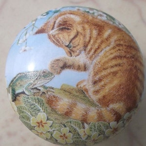 Orange Tabby Cat Kitten animal kitchen door Cabinet Knobs Curious Kitten