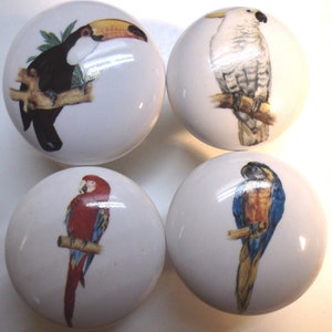 Tropical birds Exotics (4)@Pretty@ CABINET Knobs drawer Pull