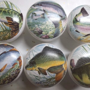 May include: Six white ceramic cabinet knobs with detailed illustrations of various fish species. Each knob features a different fish, including a trout, carp, and perch, set against a backdrop of aquatic plants and rocks. These knobs are perfect for a nautical or nature-themed decor.