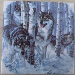 May include: A group of wolves in a snowy forest setting. The wolves are grey and white with black markings. The forest is made up of birch trees with white bark. The wolves are looking at the viewer.