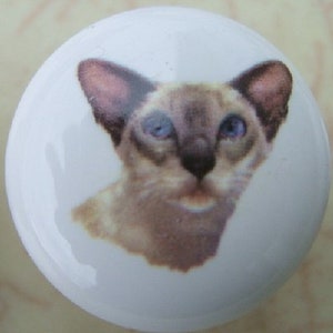May include: A close-up of a Siamese cat with blue eyes. The cat is looking directly at the camera with a curious expression. The cat's fur is a light brown color with darker markings around the eyes and ears.
