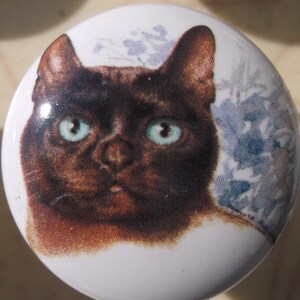 May include: A close-up of a brown and white cat with blue eyes. The cat is looking directly at the camera. The background is a blurry image of blue and white flowers.