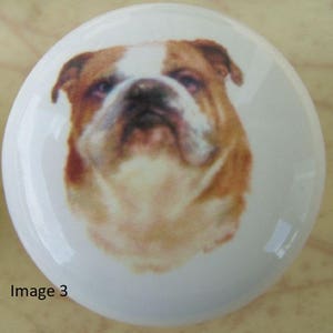 May include: A close-up of a white ceramic knob with a printed image of a brown and white bulldog.