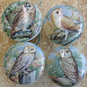 May include: Four round cabinet knobs with owl illustrations. Each knob features a different owl species, set against a backdrop of foliage and a light blue sky. The knobs are likely made of ceramic or porcelain.