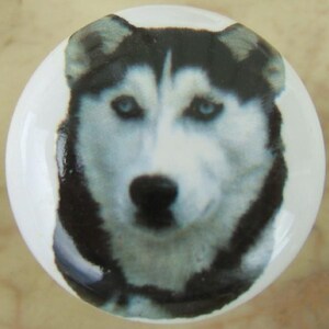 May include: A round white ceramic cabinet knob featuring a detailed photographic print of a Siberian Husky dog face. The dog has black and white fur markings, pointed ears, and striking blue eyes centered on the smooth, glossy surface of the knob.