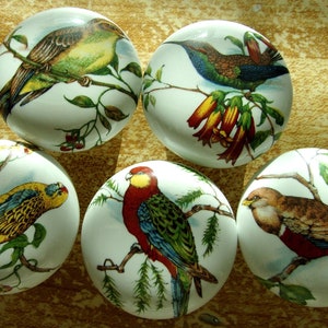 May include: Five white ceramic knobs with colorful bird illustrations. Each knob features a different bird species on a branch with green leaves and flowers.