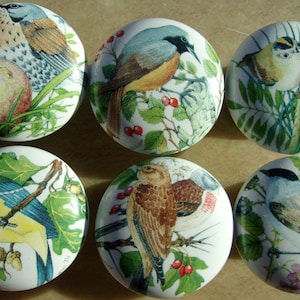 May include: Six white ceramic cabinet knobs with colorful bird illustrations. Each knob features a different bird design, surrounded by foliage, berries, and flowers. The knobs are round and have a glossy finish.
