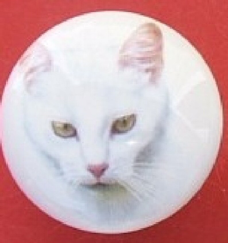 Short Hair White Cat Kitten Animal Kitchen Door Cabinet Knobs
