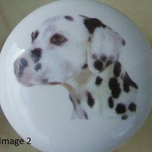 May include: Close-up of a black and white Dalmatian dog's head. The dog is looking to the left and has a spotted coat.