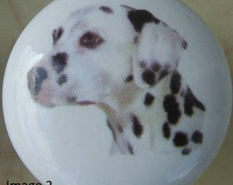 May include: Close-up of a black and white Dalmatian dog's head. The dog is looking to the left and has a spotted coat.
