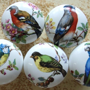 May include: Five white ceramic cabinet knobs with colorful bird illustrations. Each knob features a different bird design, including a blue and yellow bird, a green and yellow bird, and a blue and green parrot. The knobs are decorative and suitable for furniture.
