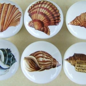 May include: Six white ceramic cabinet knobs with seashell designs. The knobs feature detailed illustrations of various seashells in shades of brown, tan, and white. These decorative knobs are perfect for adding a coastal or beachy theme to furniture.