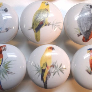 May include: Six ceramic knobs with different bird designs. Each knob features a white background with a colorful bird perched on a branch. The birds include a cockatoo, a yellow parrot, a gray parrot, a red and blue parrot, a yellow and green parrot, and a red and green parrot.