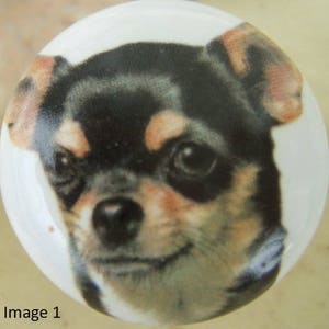 May include: A close-up of a small, black and brown chihuahua with big, dark eyes. The dog is looking directly at the camera with a sweet expression.