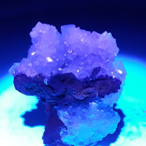 May include: A cluster of light blue crystals on a dark gray rock. The crystals are illuminated by a blue light, making them appear to glow.