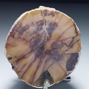 以下が含まれることがあります： 自然な研磨仕上げが施された化石化した木の断面。木は薄い茶色で、紫と灰色の筋が入っています。木は金属製のスタンドに飾られています。