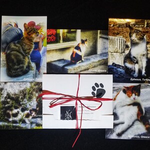 Postales - Gatos de la Serie Mediterránea 01