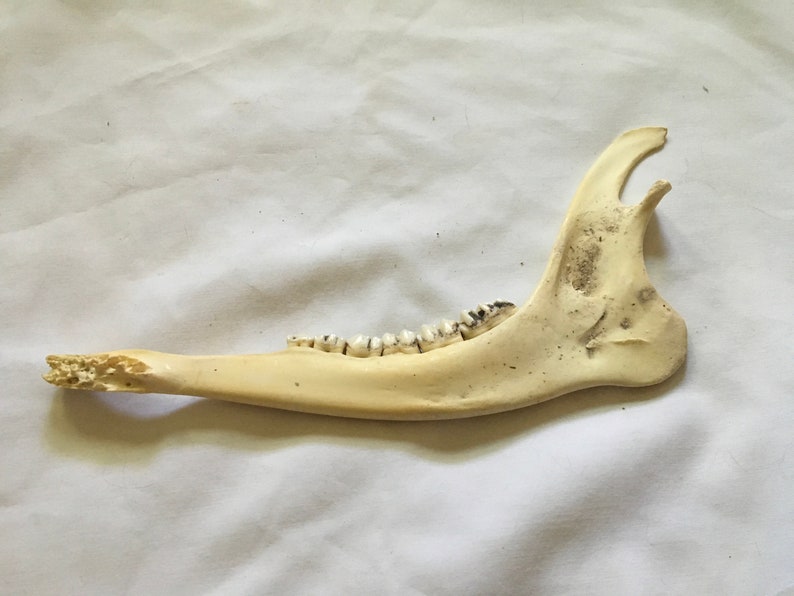 one bone rattle