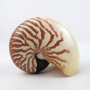 Natürliches Nautilusgehäuse – Große, perlmuttfarbene Nautilusmuschel, maritime Dekoration