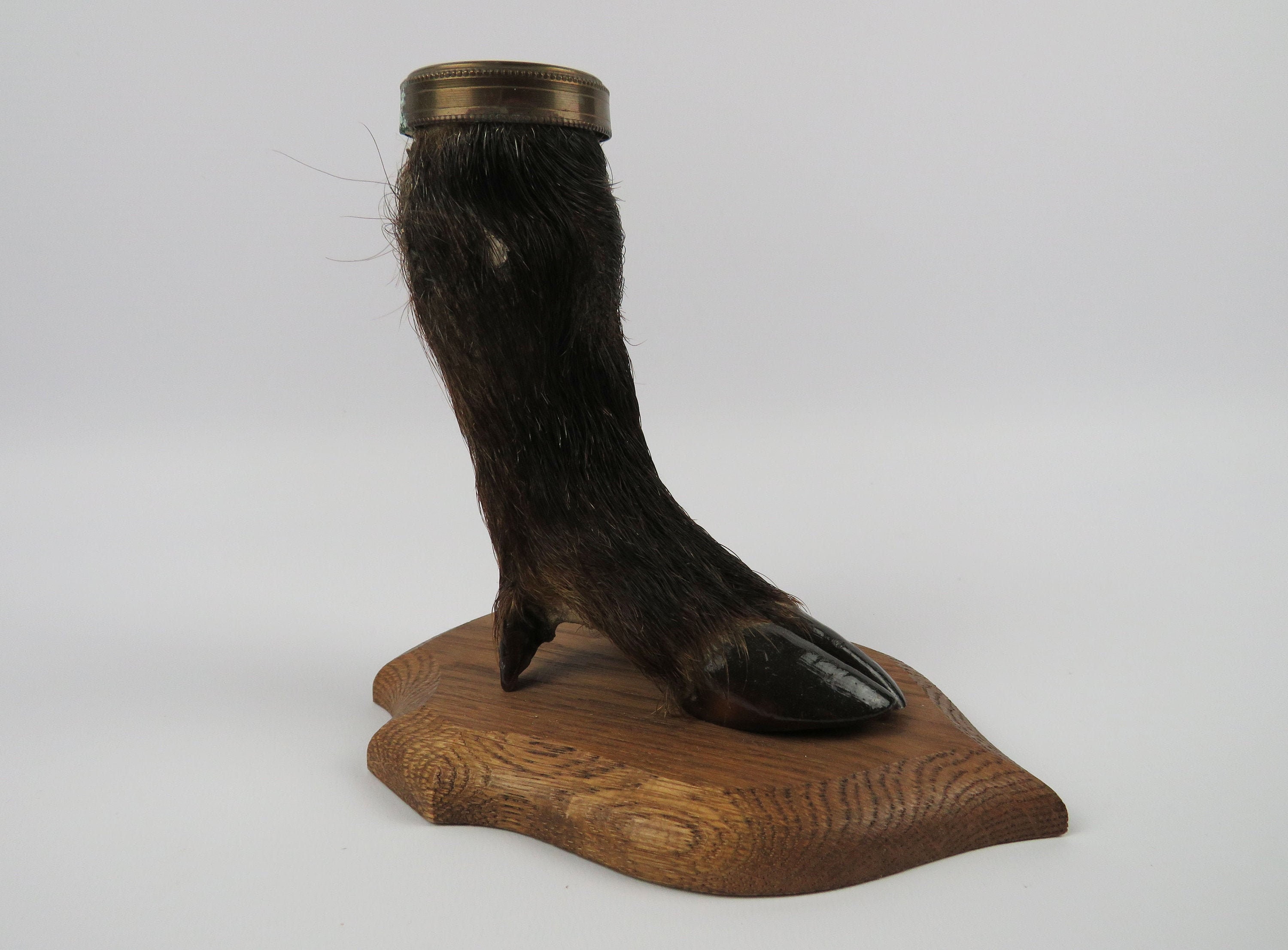 Sabot de Sanglier Naturalisé, Porte Crayons Patte Sanglier, Taxidermie, Objet Curiosité, Décoration 