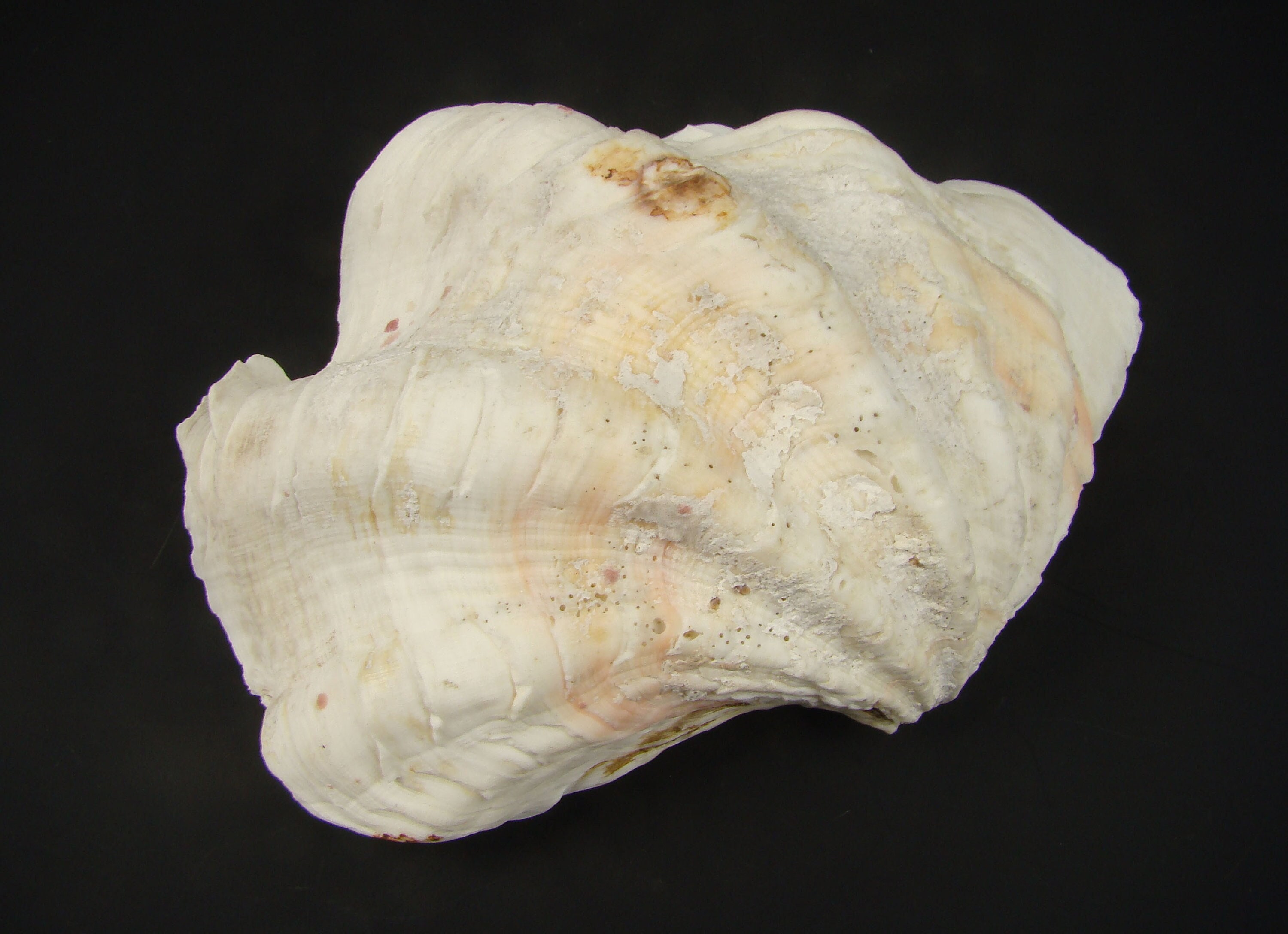 Coquillage Bénitier Géant, Tridacne Véritable, Palourde Coquillage, Coquillage Géant Collection, Mol