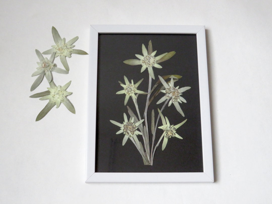 Framed Genuine Dried Edelweiss Flowers Pressed Edelweiss Etsy