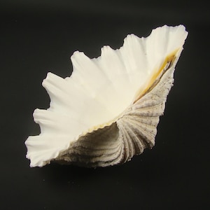 Genuine clam shell tridacna gigas, Giant clam shell hippopus, Horse hoof clam shell, Marine oddities, Curio cabinet, Conchology