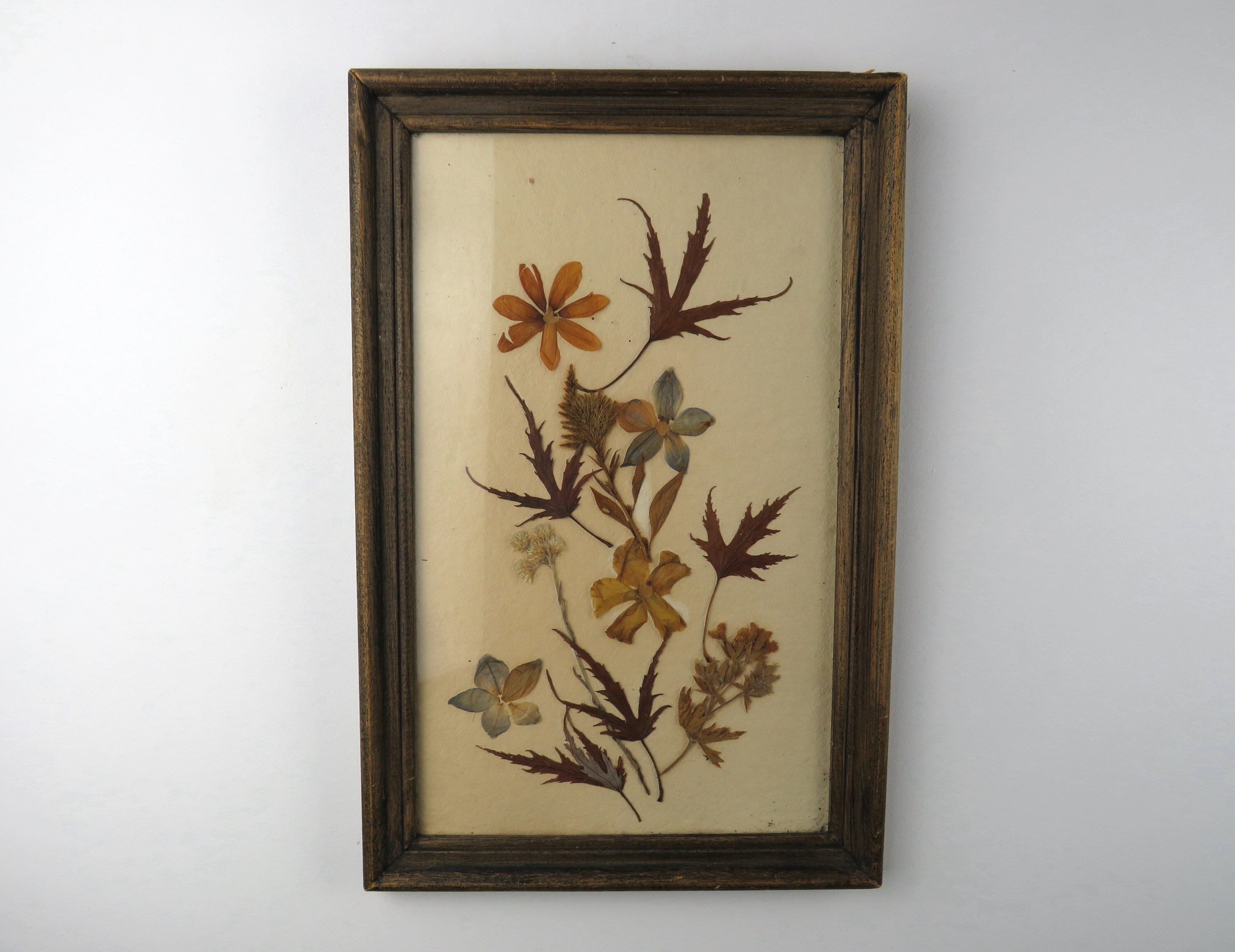 Herbier Encadré Vintage, Fleurs Séchées Encadrées, Cadre Fleurs Décor Mural Pressées, Sauvages Encad