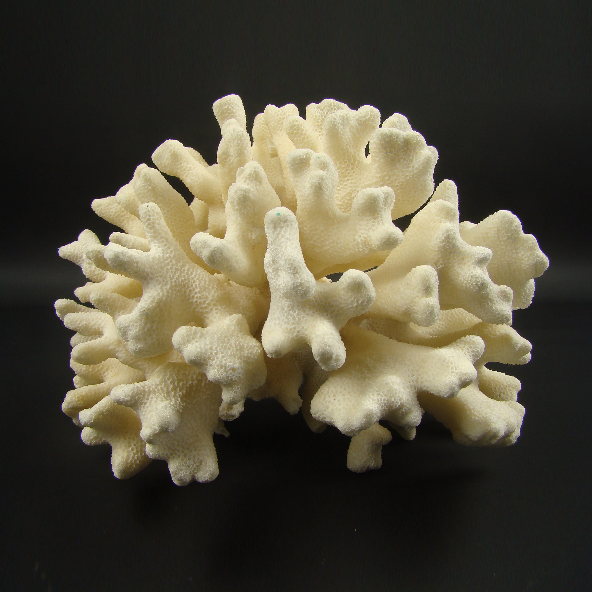 Coral Reef Specimen 