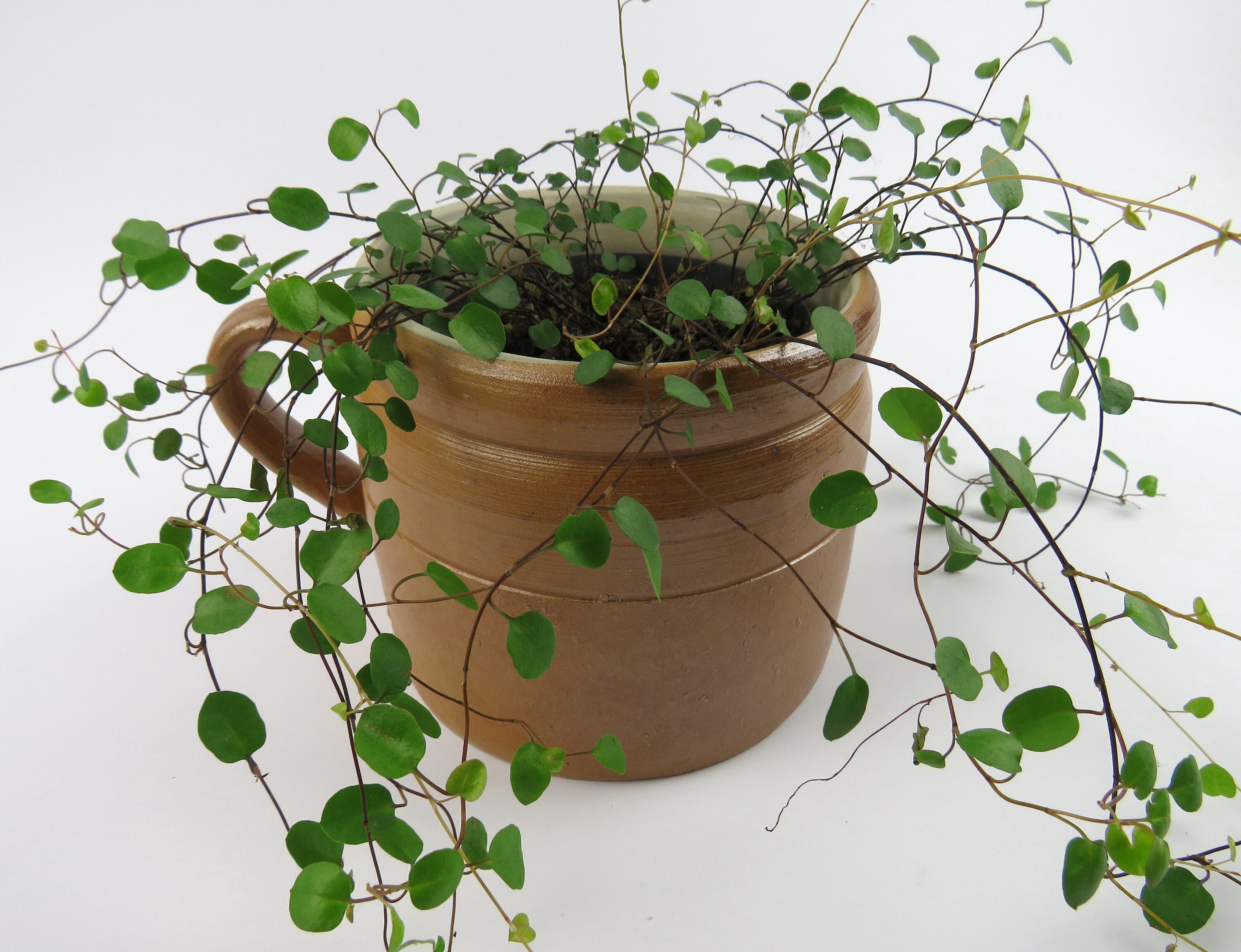 pot À Graisse En Grès