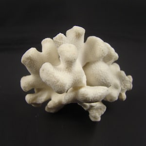 Natural White Coral Tree, White Coral, Coral Tree, Coral Reef Decor, White  Coral Reef, Natural Sea Coral 
