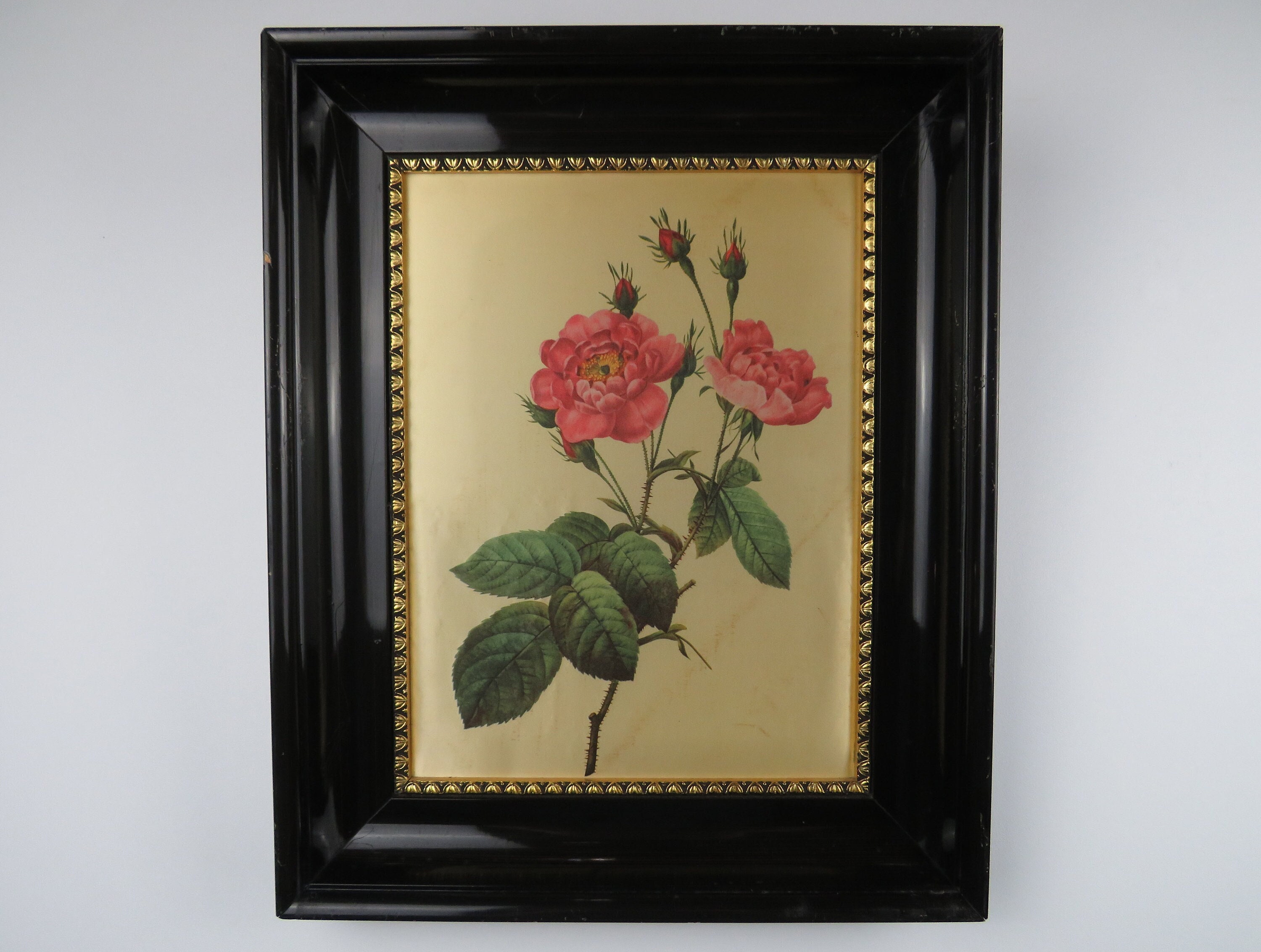 Ancienne Impression Botanique sur Soie Encadrée, Cadre Églantine Soie, en Bois Laqué Noir Doré à La