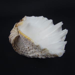 Genuine clam shell tridacna gigas, Giant clam shell hippopus, Horse hoof clam shell, Marine oddities, Curio cabinet, Conchology