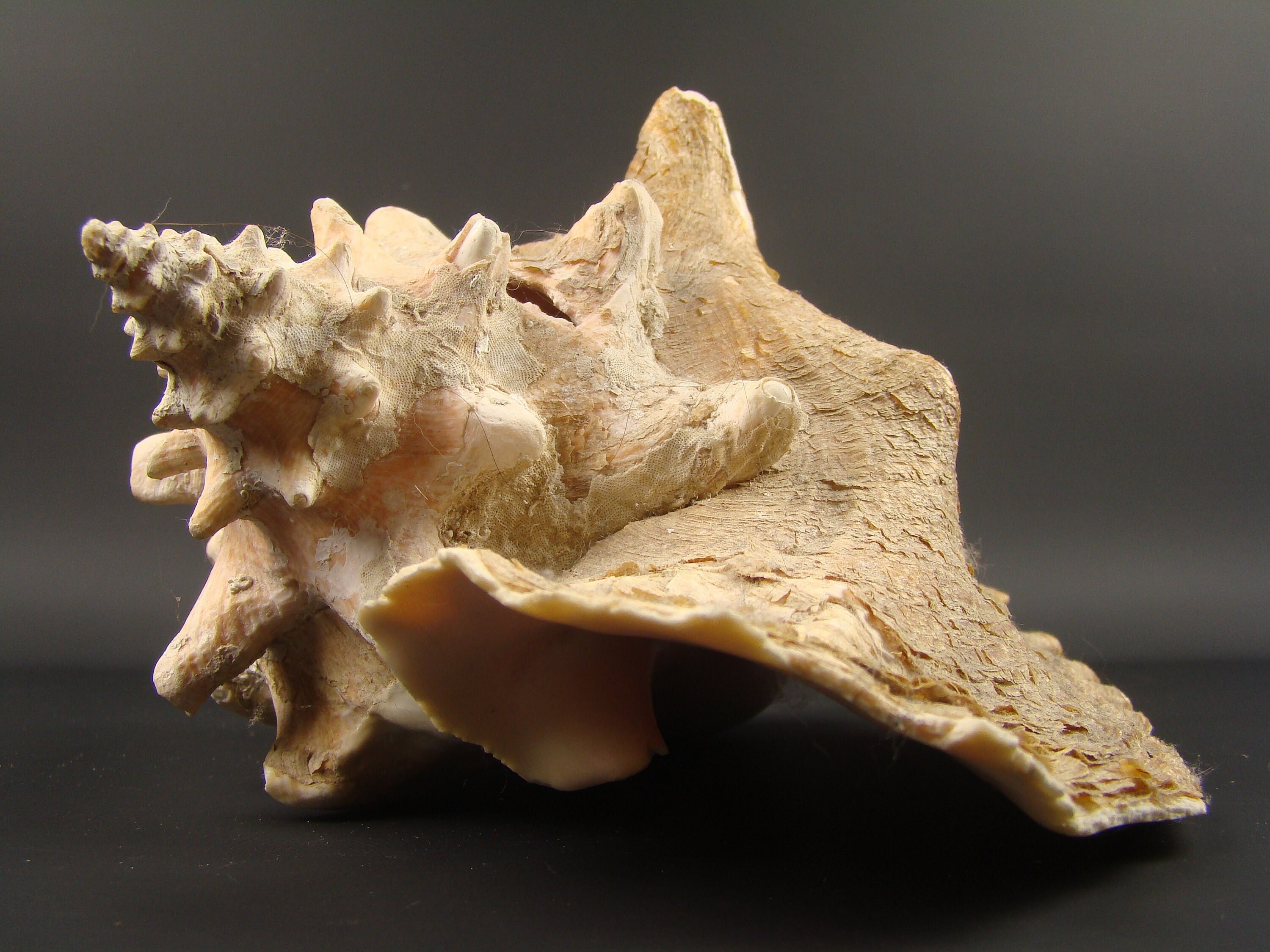 Coquillage Géant Strombe
