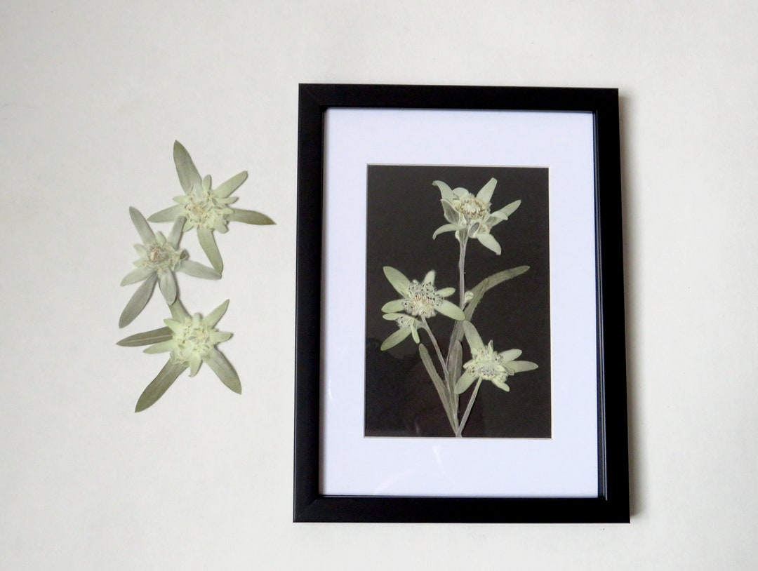 Framed Genuine Dried Edelweiss Flowers Pressed Edelweiss Etsy