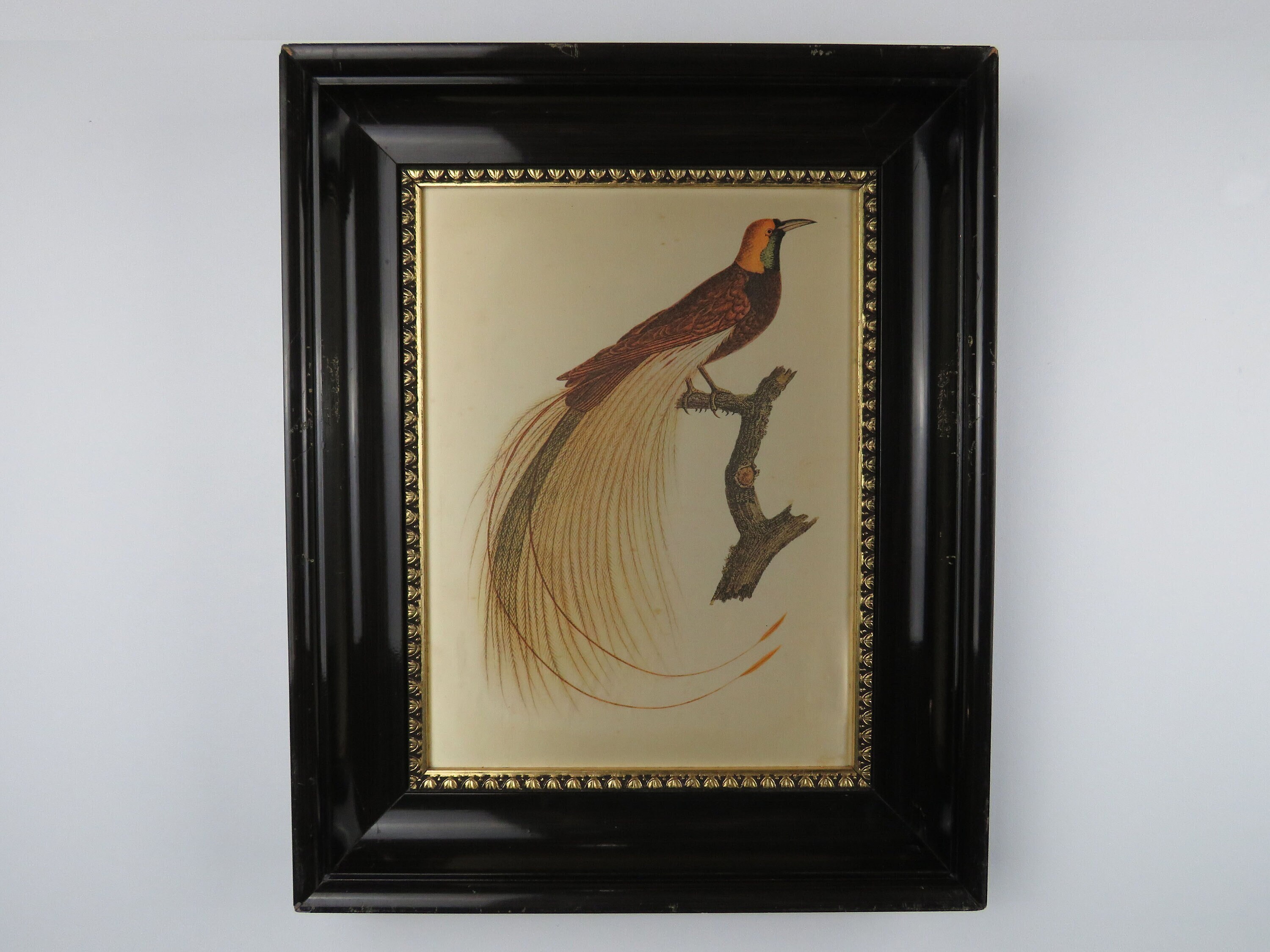 Impression sur Soie Encadrée Oiseau, Cadre Ornithologique Soie, Vintage Bois Laqué Noir Doré à La Fe