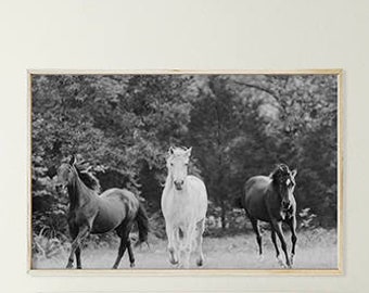 May include: Black and white photograph of three horses running through a forest. The horses are in a line, with the white horse in the middle.