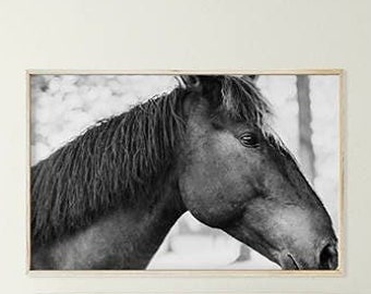 Black Horse Wall Art, Horse Photography, Black and White Photography; digital photo download