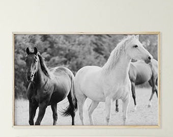 May include: Black and white photograph of two horses in a field. The horse on the left is dark and the horse on the right is white. Both horses are looking to the right of the frame.