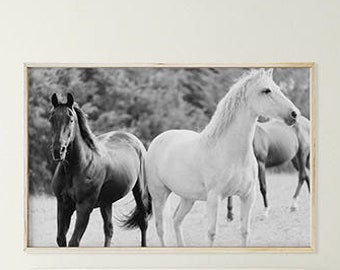 White and black horses. Horse Wall Art, Horse Photography, Black and White Photography; digital photo download